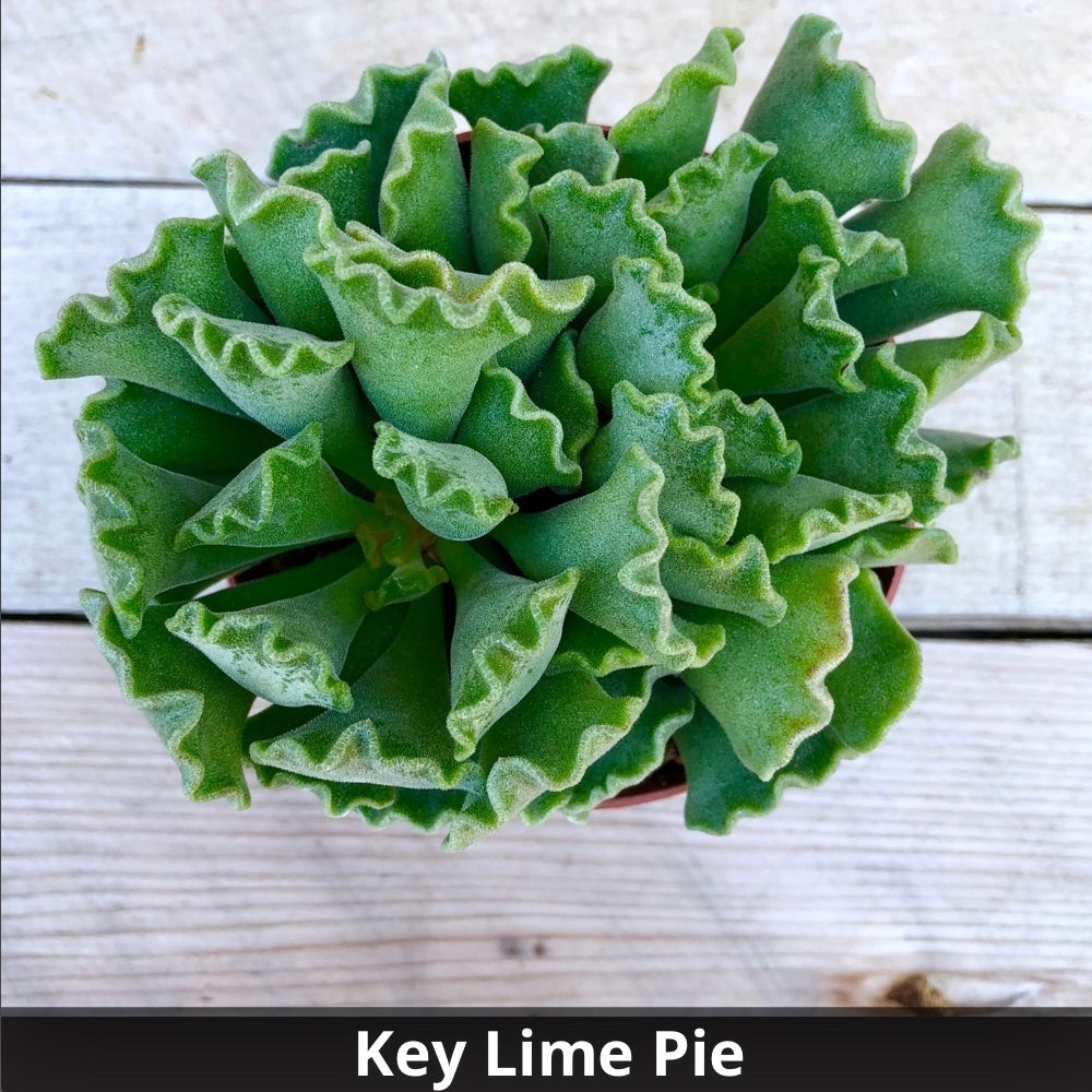Adromischus cristatus “Key Lime Pie” 4”
