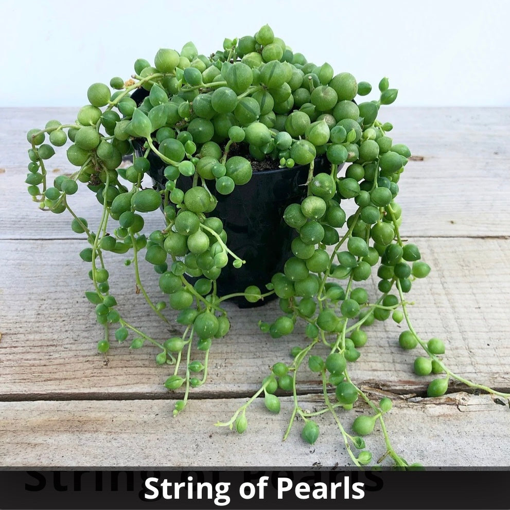 String of Pearls Senecio rowleyanus 4”