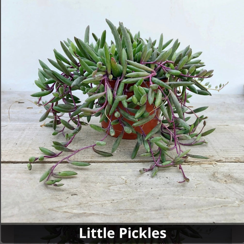 Othonna capensis Little Pickles, Ruby Necklace 4”
