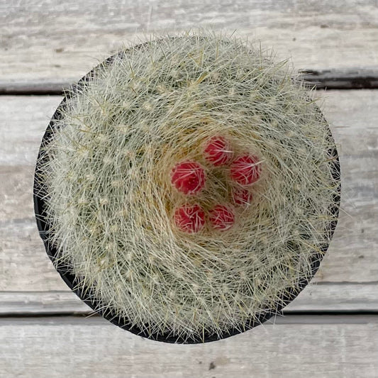 Cacti Notocactus haselbergii 'Scarlet Crown'