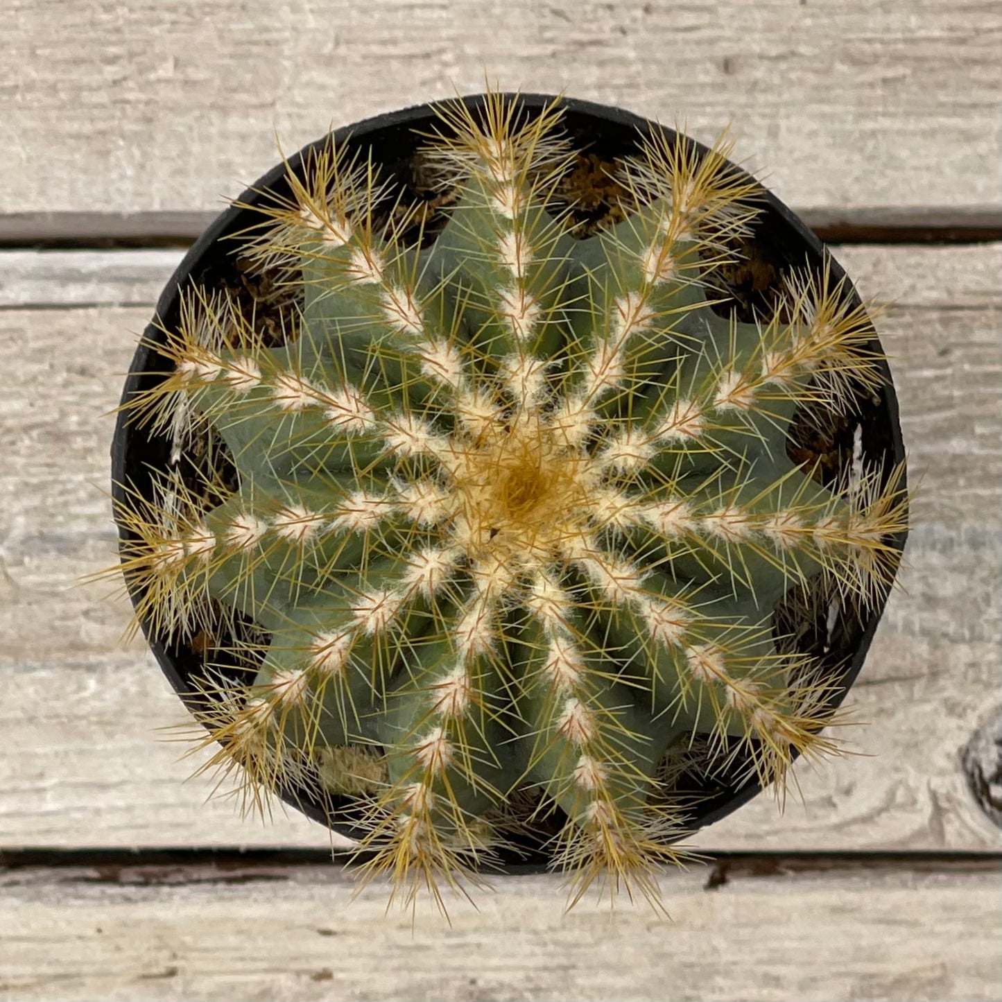 Cacti Echinopsis subdenudatum 'Dominos'