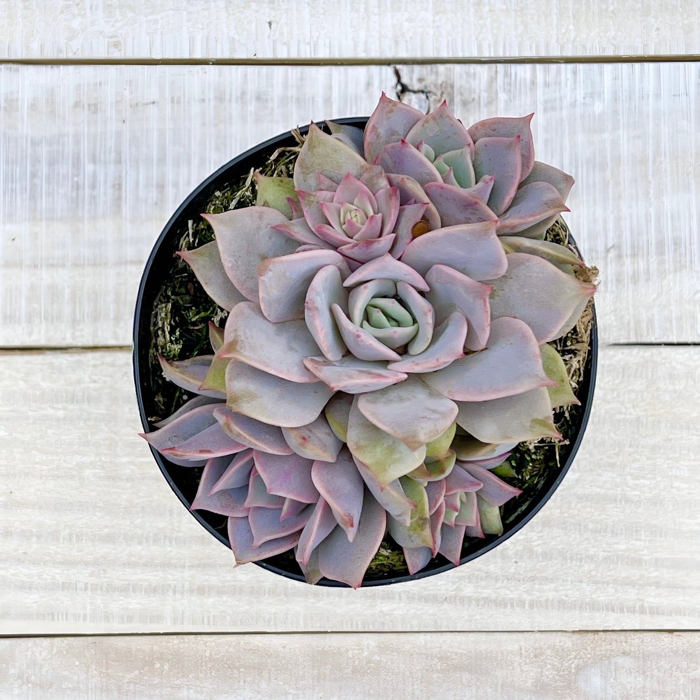 diamond succulent Echeveria Pink Diamond 4