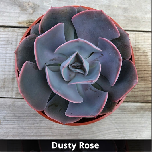Echeveria 'Dusty Rose' 4”
