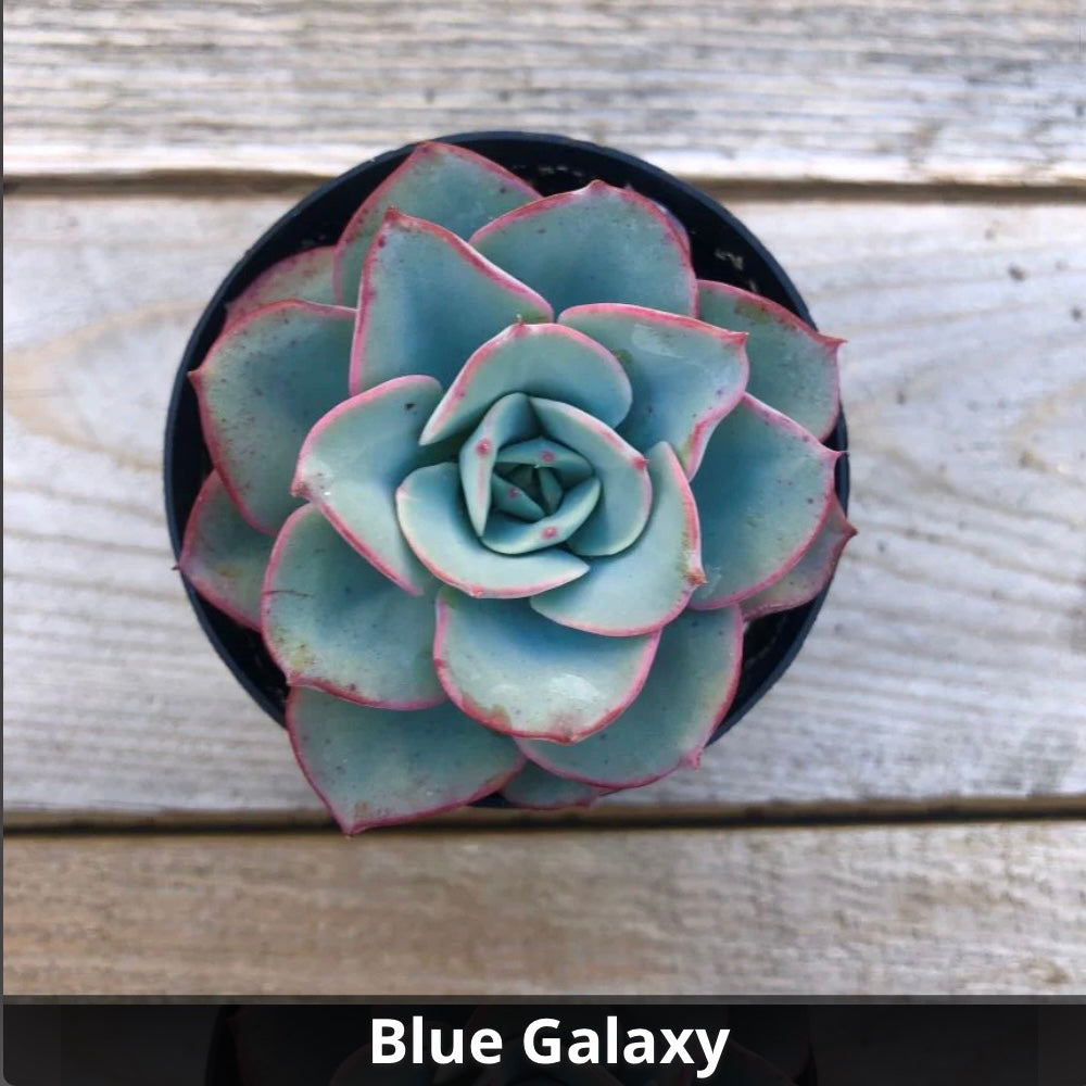 Echeveria 'Galaxy Blue' 4”