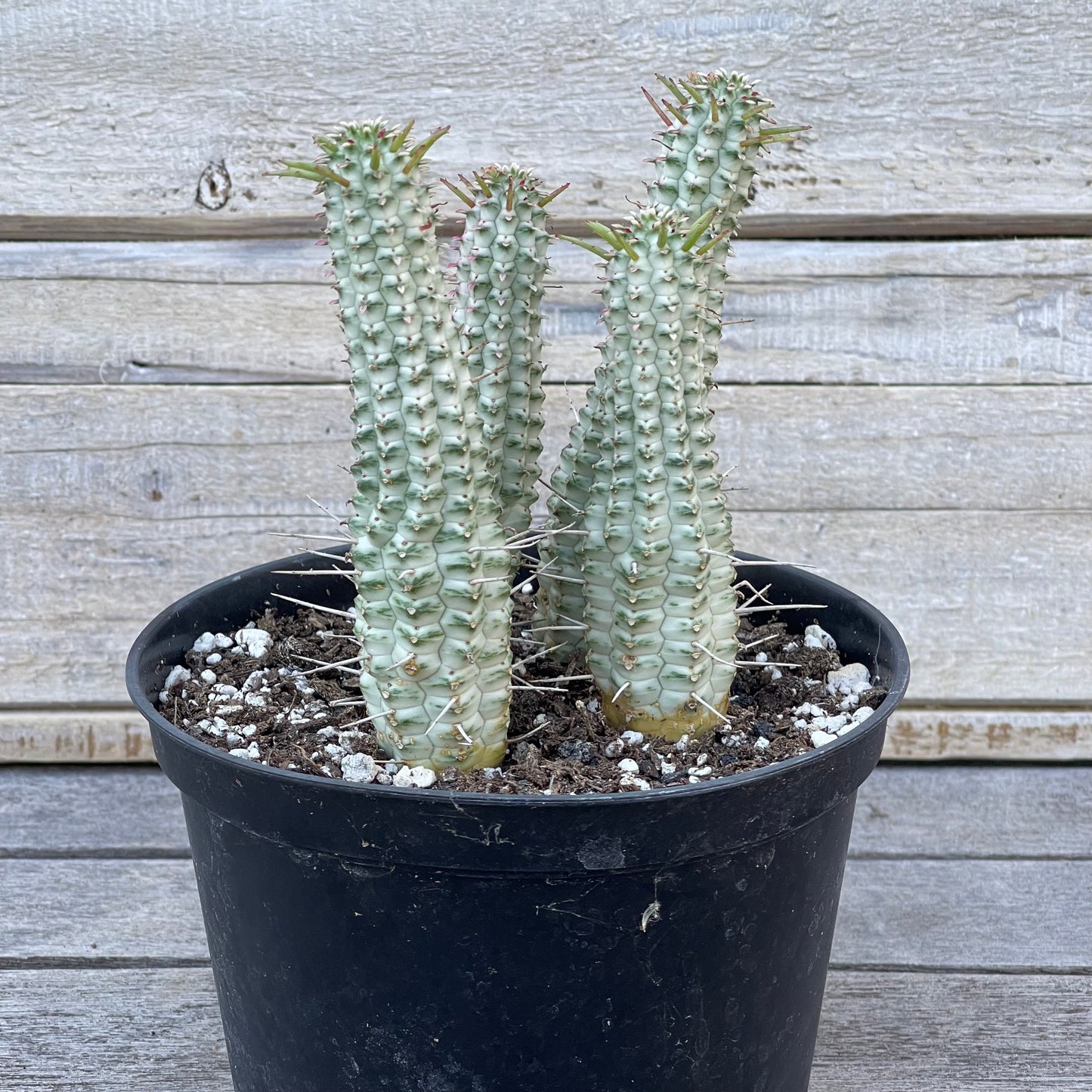 Euphorbia mammillaris Corncob Cactus