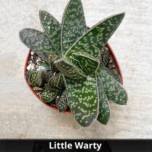 Gasteria little warty 4”