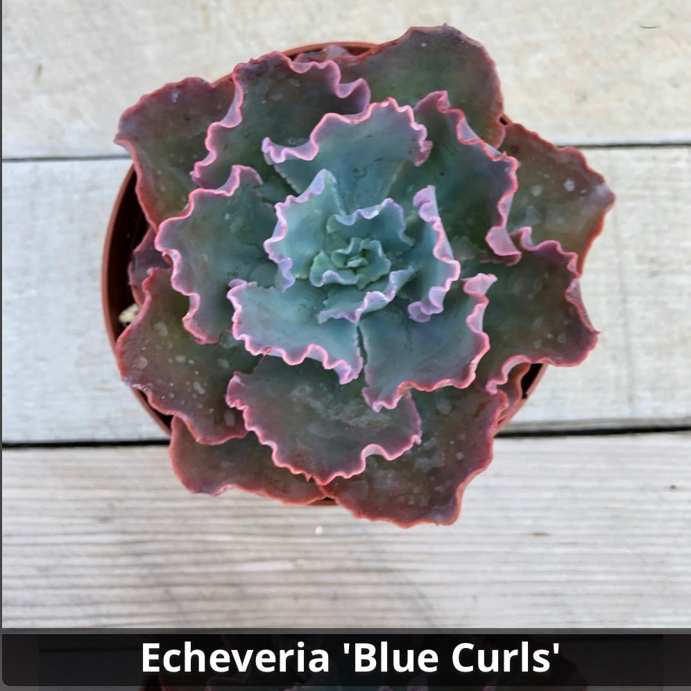 Echeveria’Blue Curls’ 4”