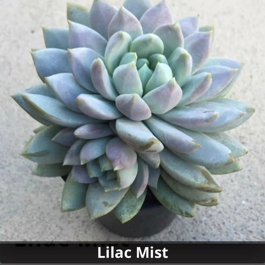 Sedeveria 'Lilac Mist' 4”