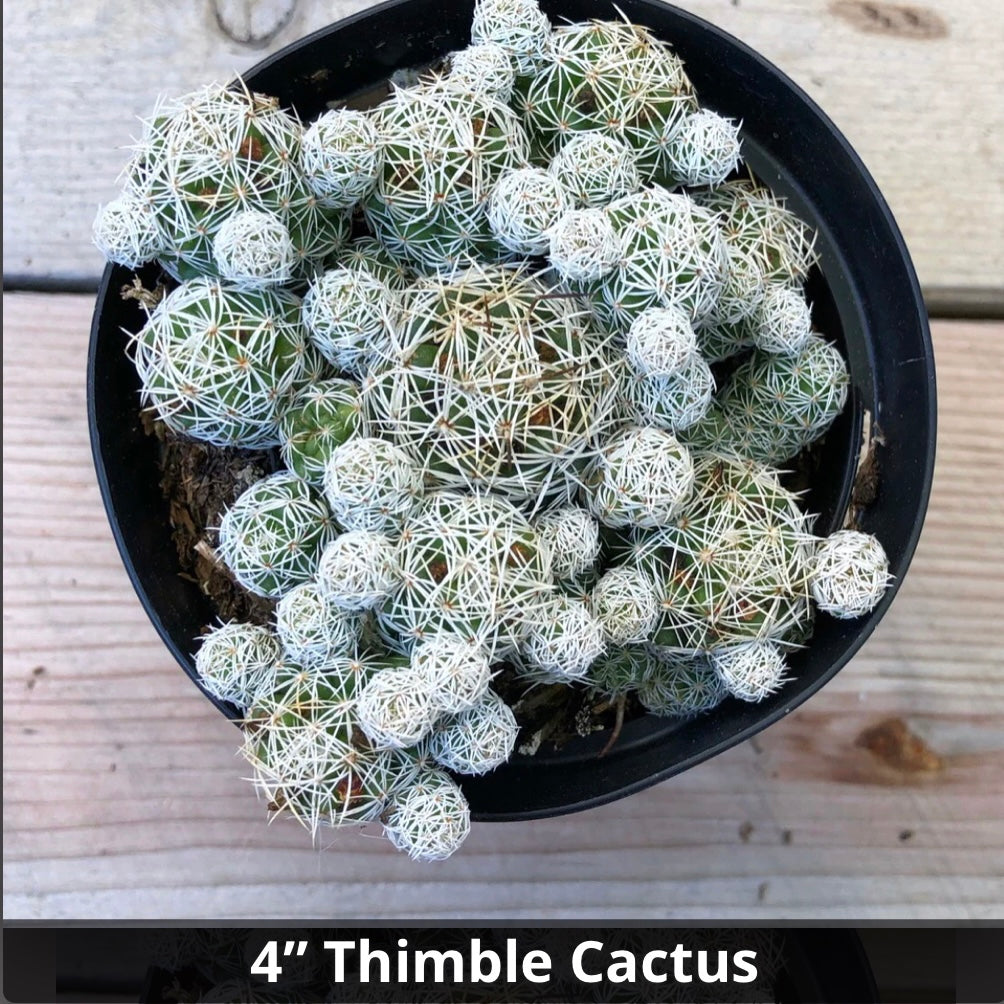 Mammillaria gracilis fragilis Thimble Cactus 4”