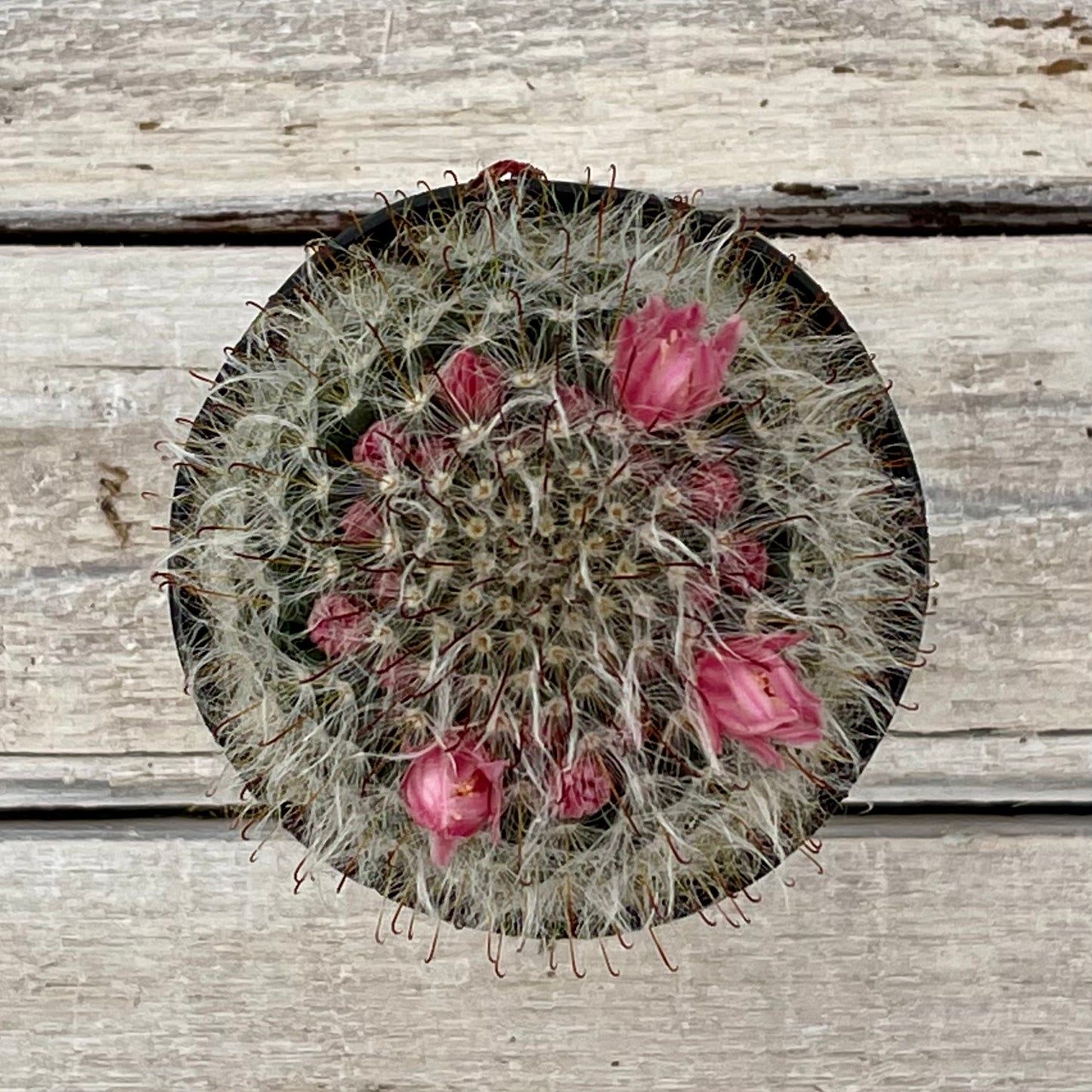 Cacti Mammillaria bocasana rosieflora 'Rosieflora Cactus'