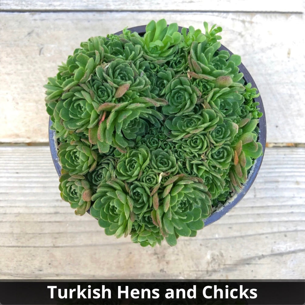 Rosularia crysantha 'Turkish Hens and Chicks' 4”