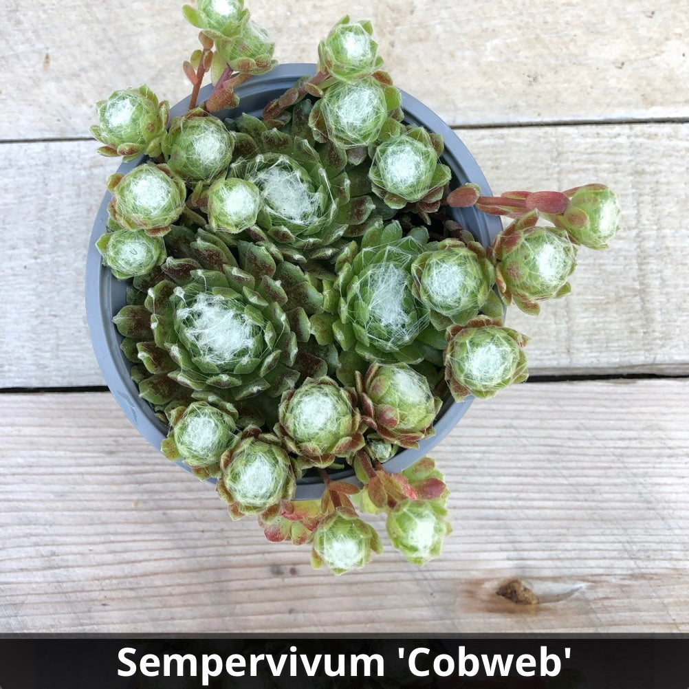 Sempervivum arachnoideum 'Cobweb' 4”