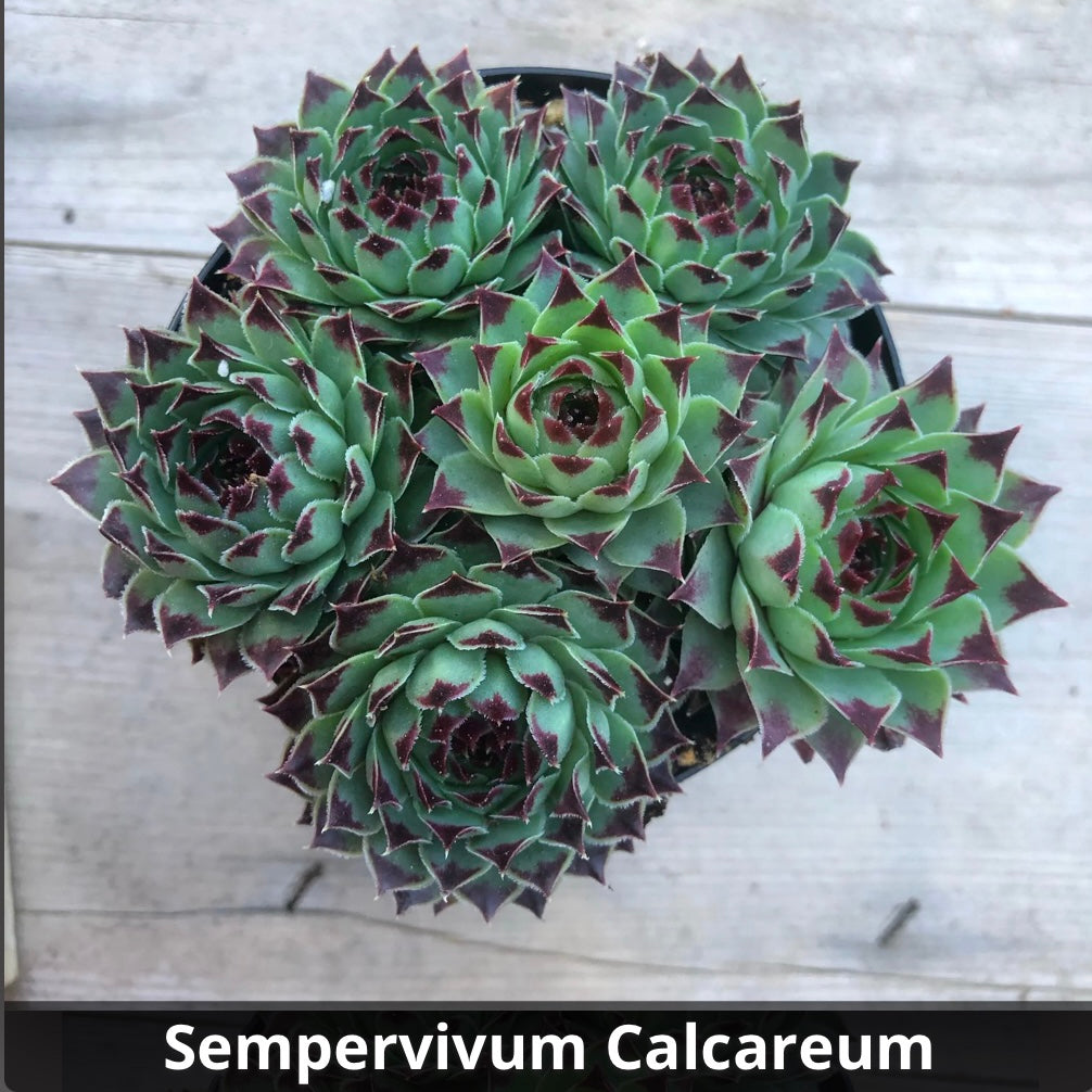 Sempervivum calcareum 4”