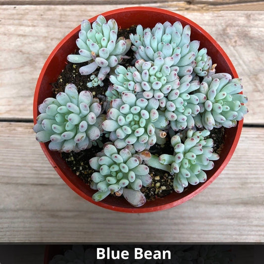 Graptopetalum pachyphyllum ‘Bluebean' 4”