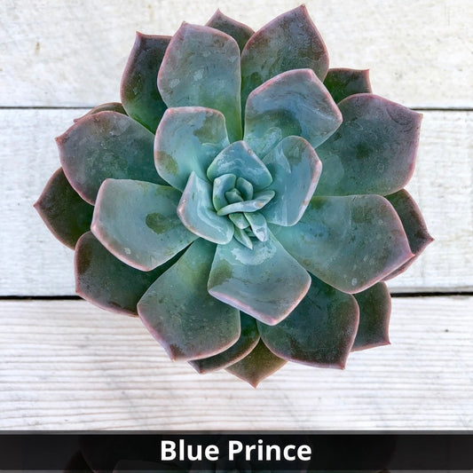 Echeveria 'Blue Prince' 4”