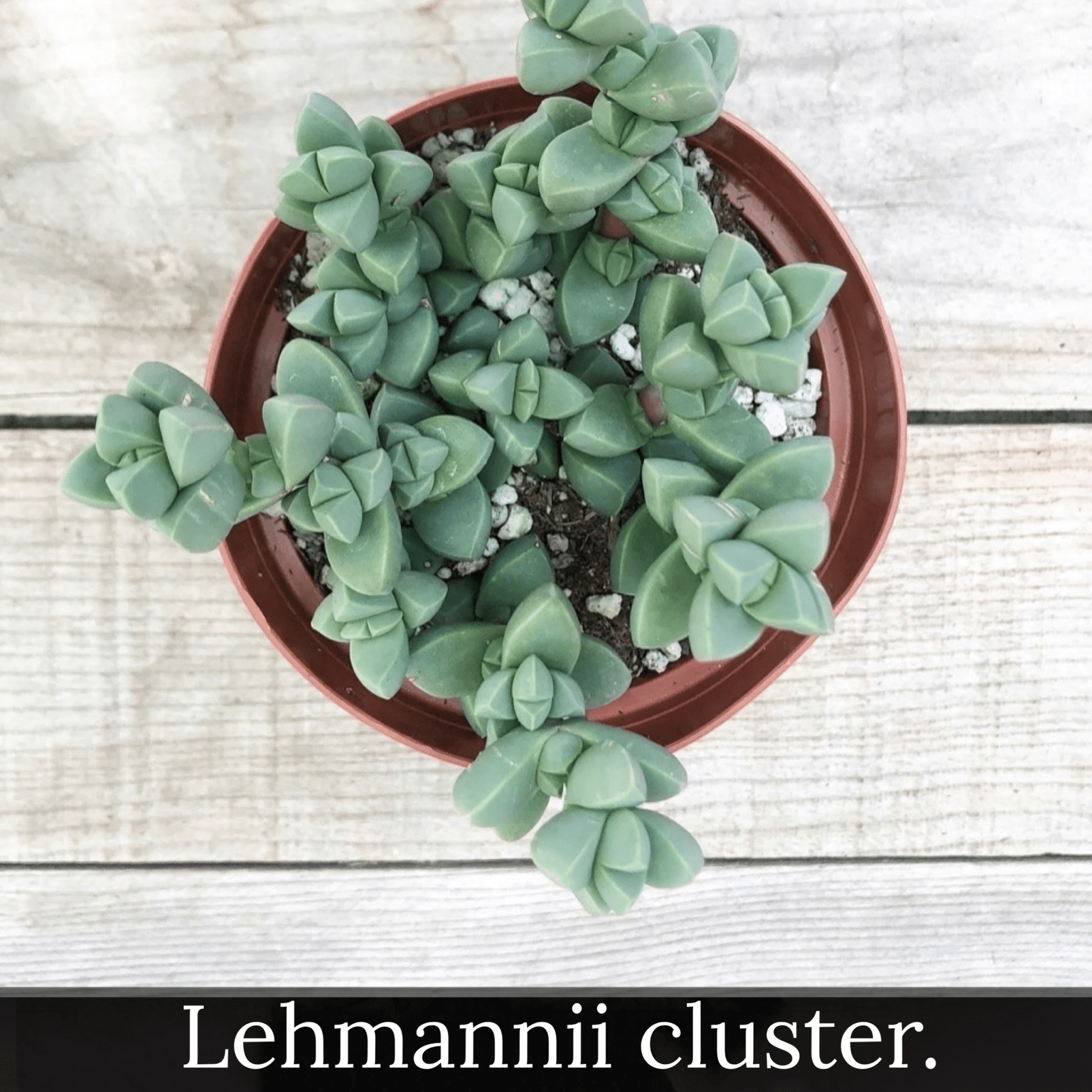 lehmannii succulent Corpuscularia lehmannii cluster 4