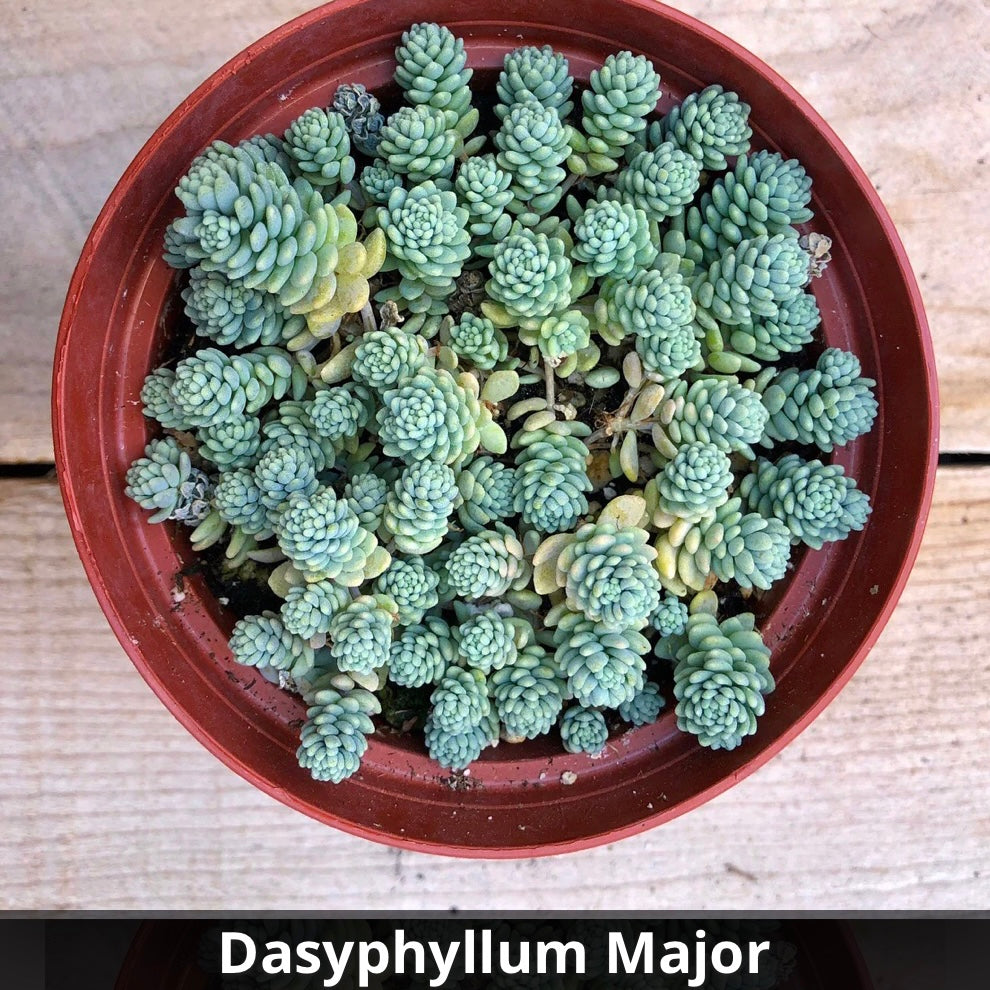Sedum dasyphyllum 'Major' (Corsican Stonecrop) 4”
