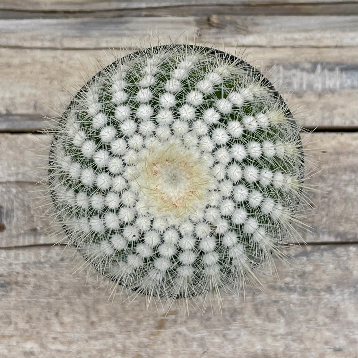Cacti Notocactus scopa 'Silver Ball Cactus'