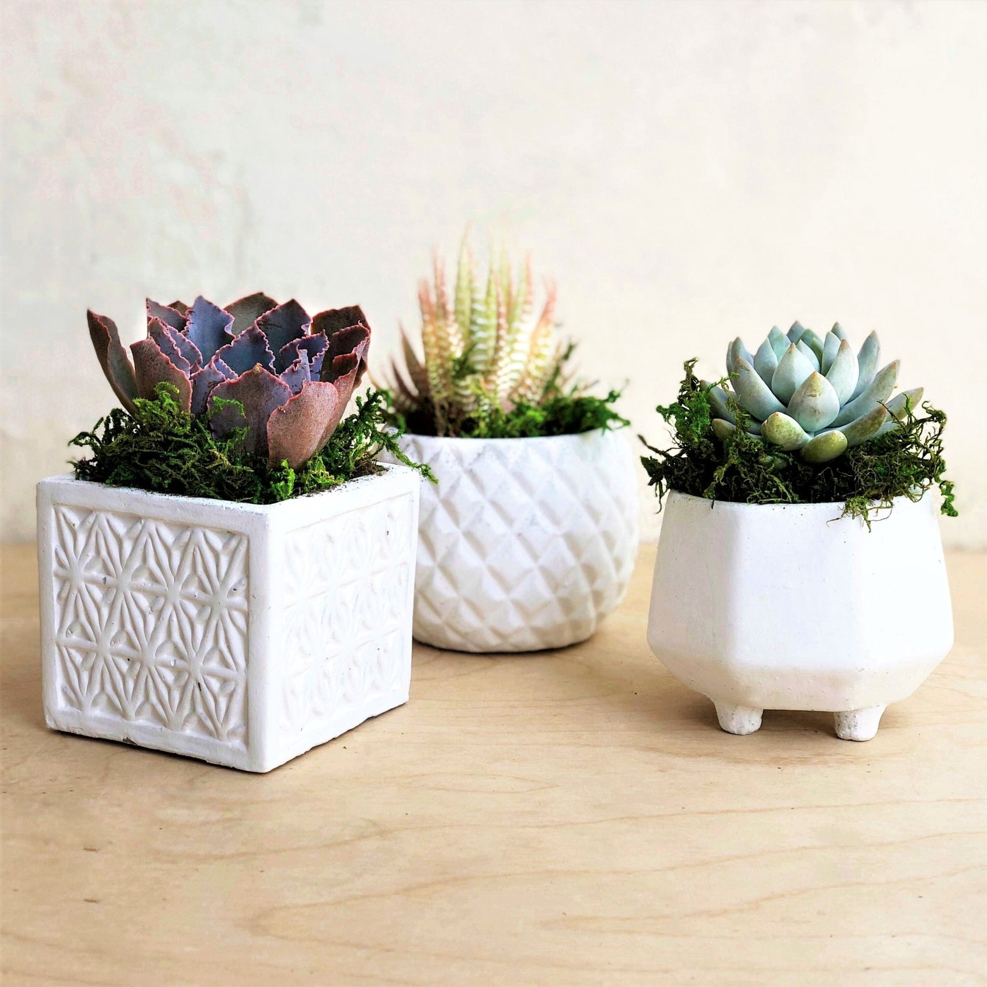 succulent in geometric pot Tiffany Trio of Small White Geometric Pots