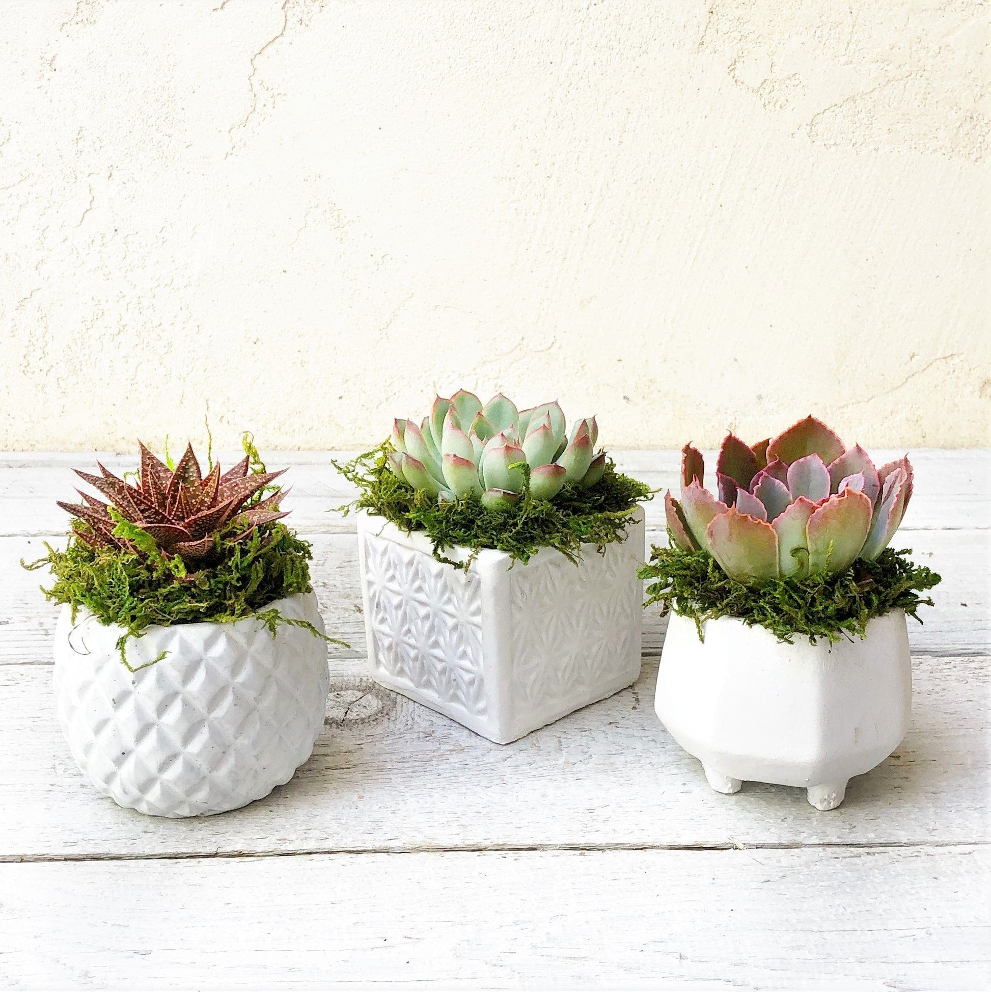 cement succulent pots Tiffany Trio of Small White Geometric Pots