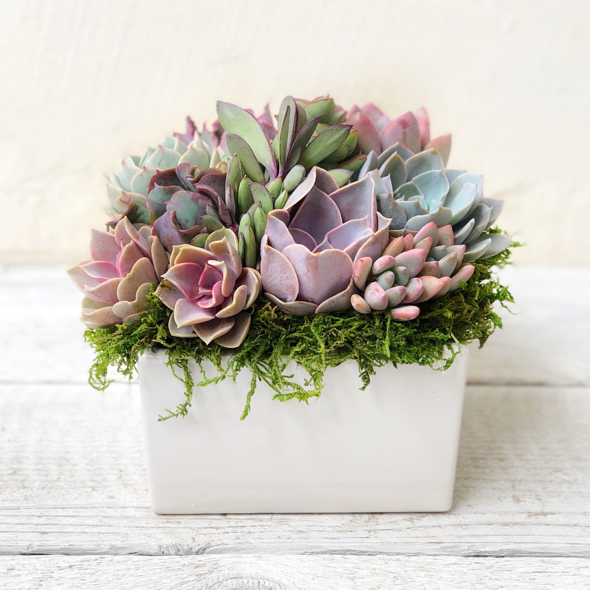 Succulents on store table