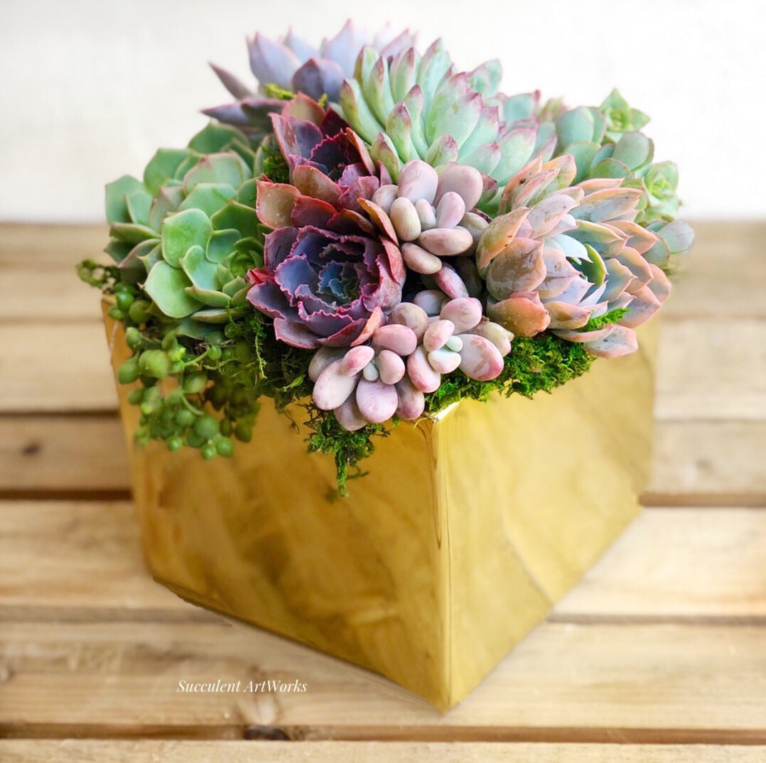 Metallic Glazed Ceramic Cube Planted with Colorful Succulents.