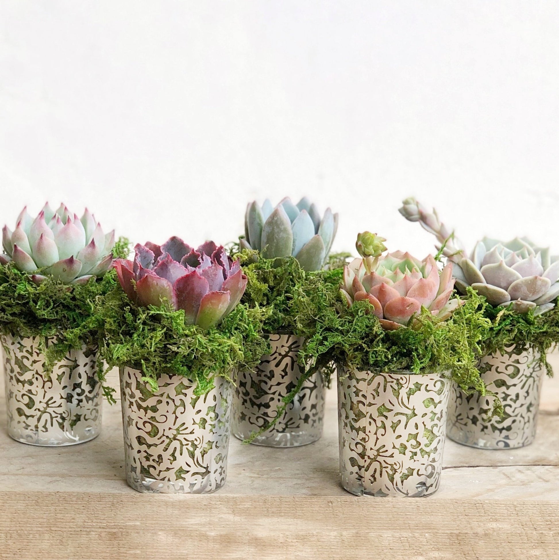 succulent plant wedding favors Succulent Favors in Silver Lace Pots