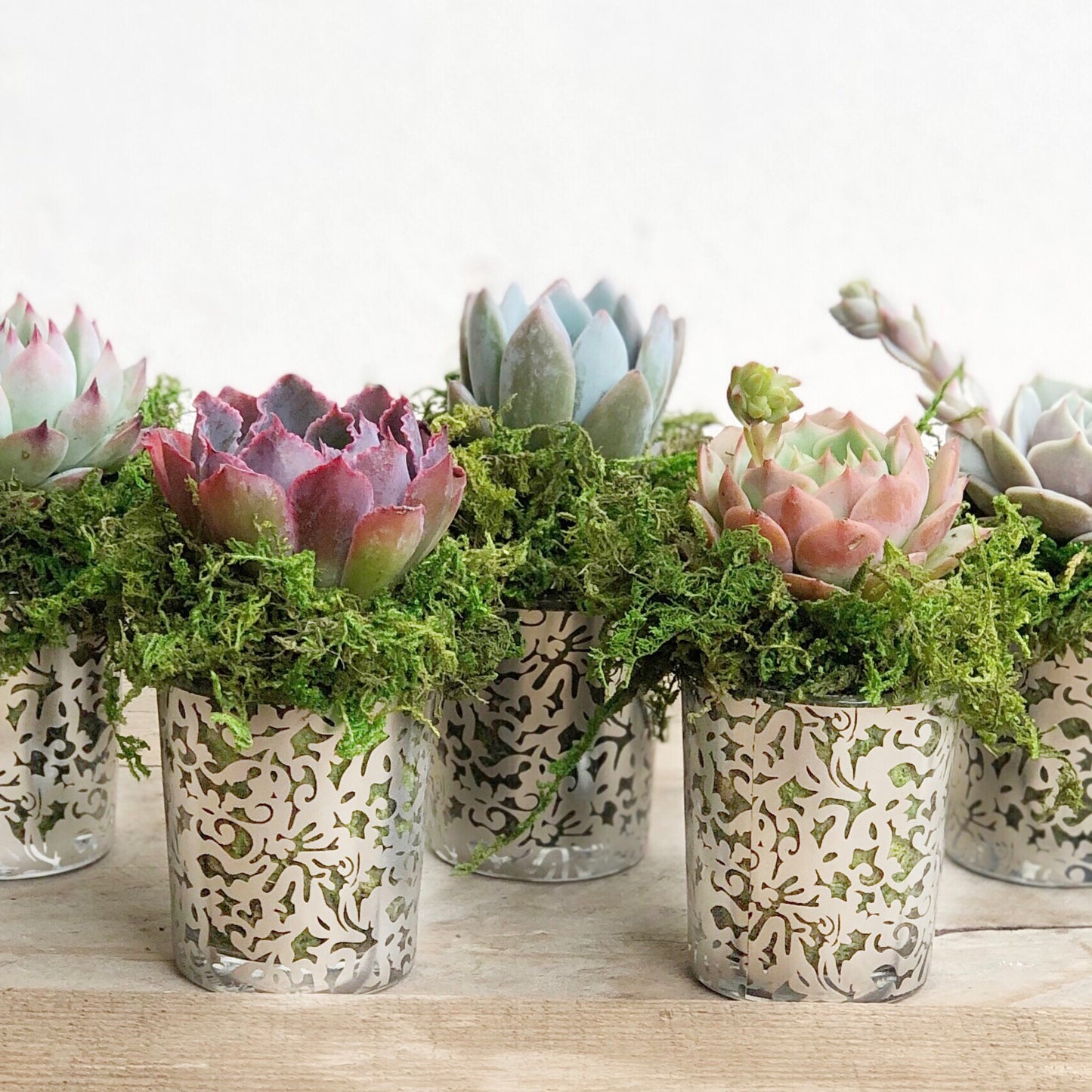 Succulent Favors in Silver Lace Pots.
