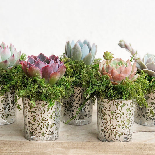Succulent Favors in Silver Lace Pots.