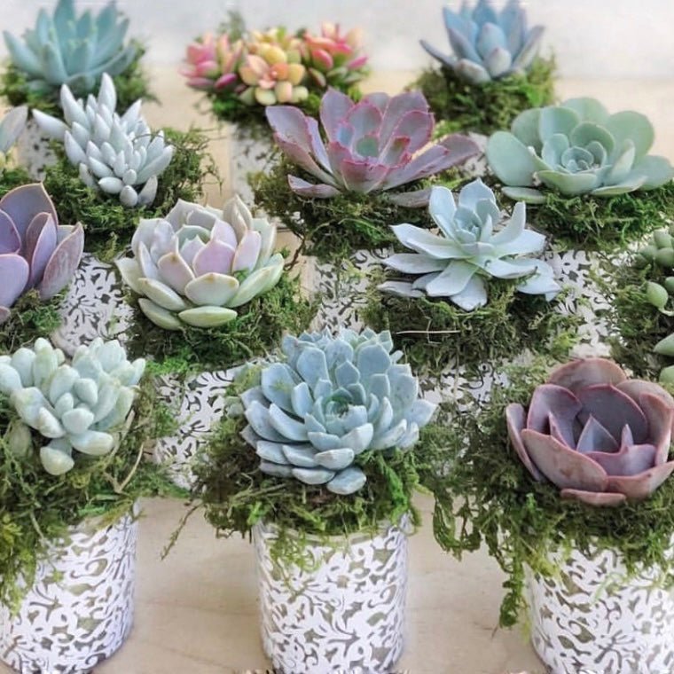 succulent favors Succulent Favors in White Lace Pots