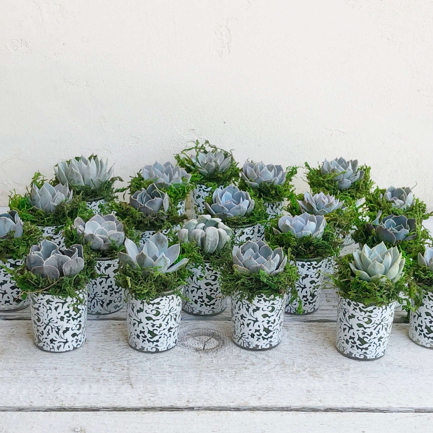 small succulents for wedding favors Succulent Favors in White Lace Pots