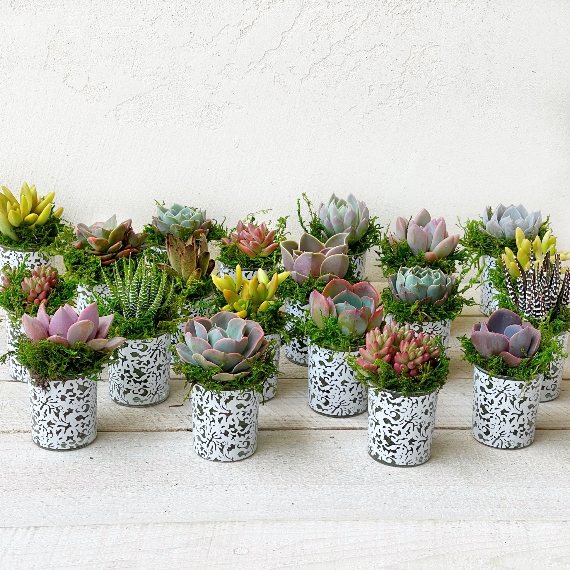 glass succulent pots Succulent Favors in White Lace Pots