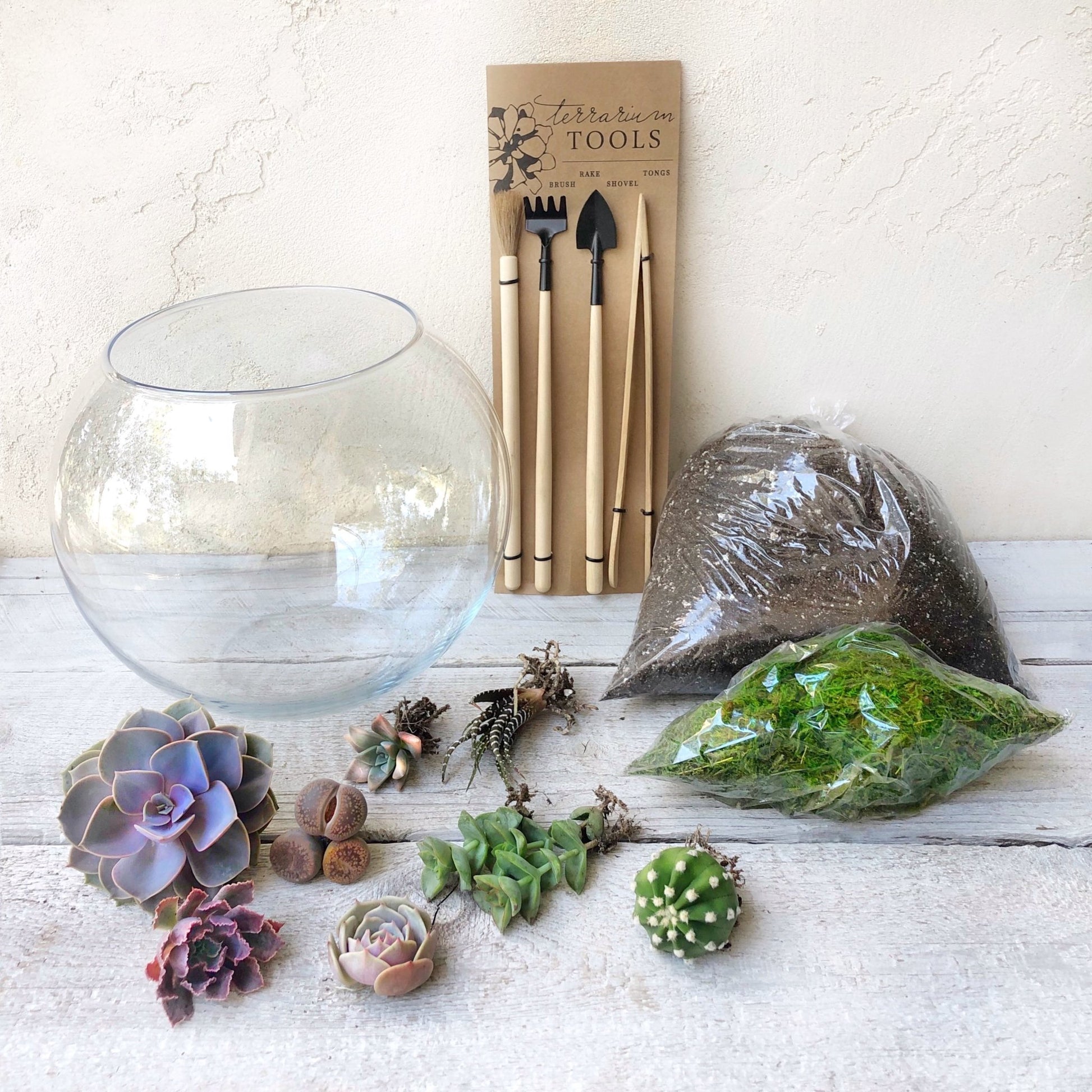 diy succulent terrarium kit Glass DIY Terrarium Kit