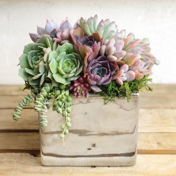 Metallic Glazed Ceramic Cube Planted with Colorful Succulents.