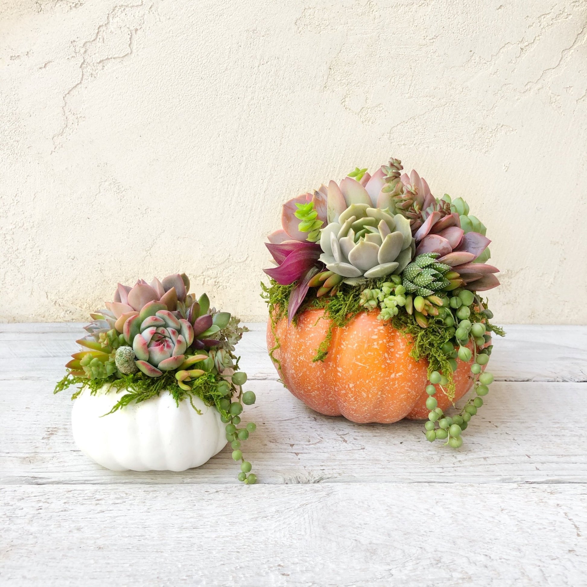 pixie plant succulent Mini Succulent Trimmed Pixie Pumpkin