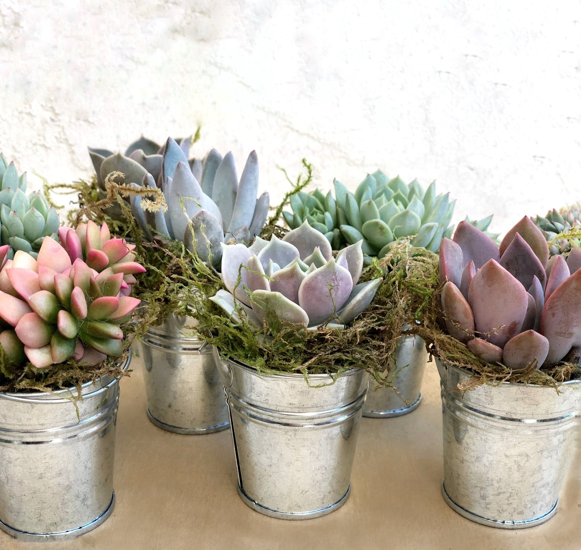succulents for favors Succulent Favors in Mini Farmhouse Buckets