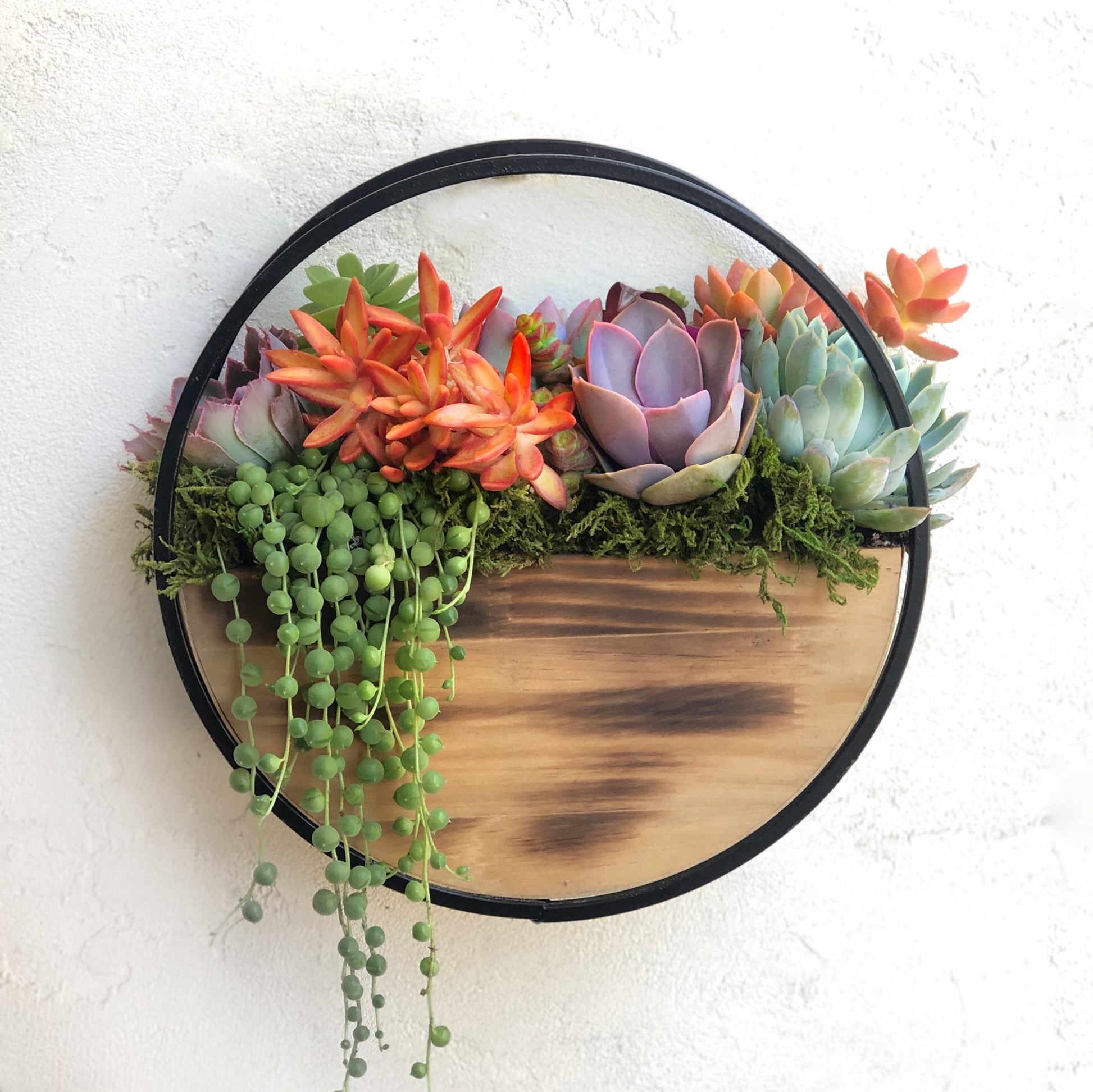 Oriana Succulent Table or Wall Planter.