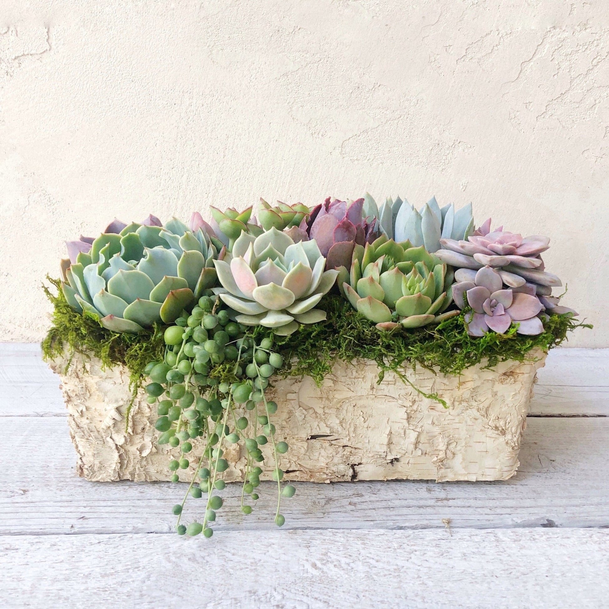 natural succulents Weston Birch Trimmed Succulent Planter