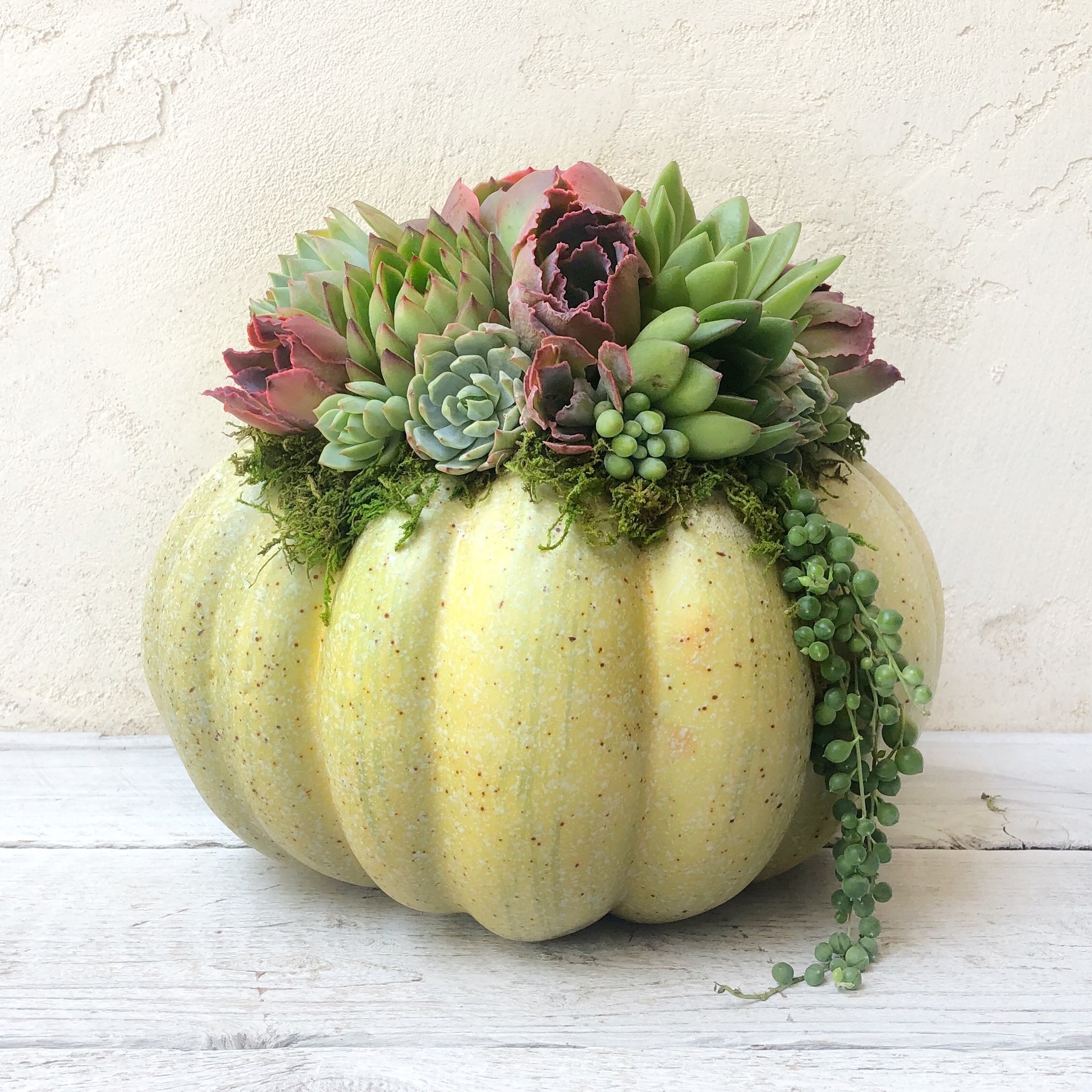 Succulent Trimmed Pumpkins – Succulent Artworks