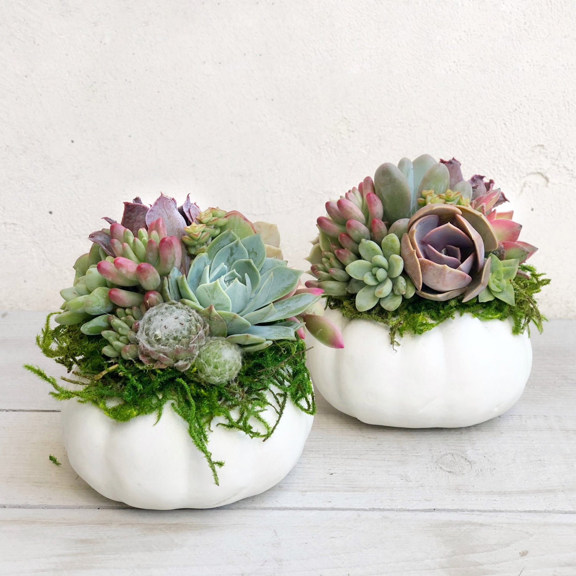 pixie plant succulent Mini Succulent Trimmed Pixie Pumpkin