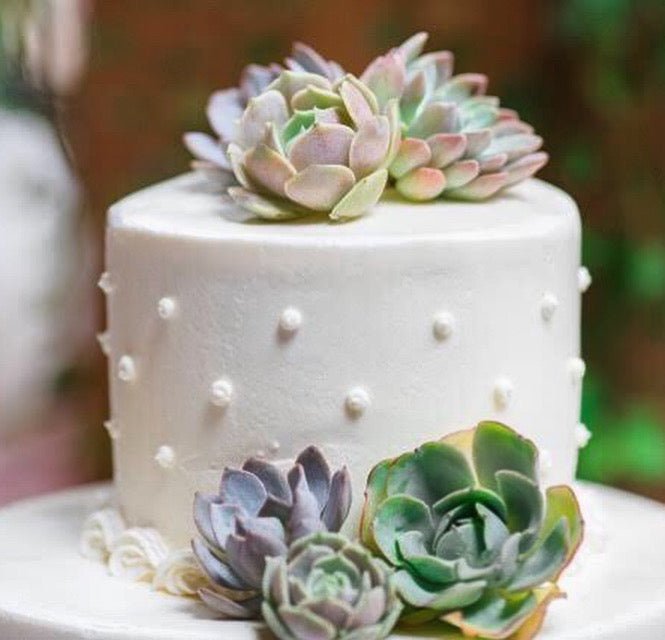 white cake with succulents Succulent Cake Topper