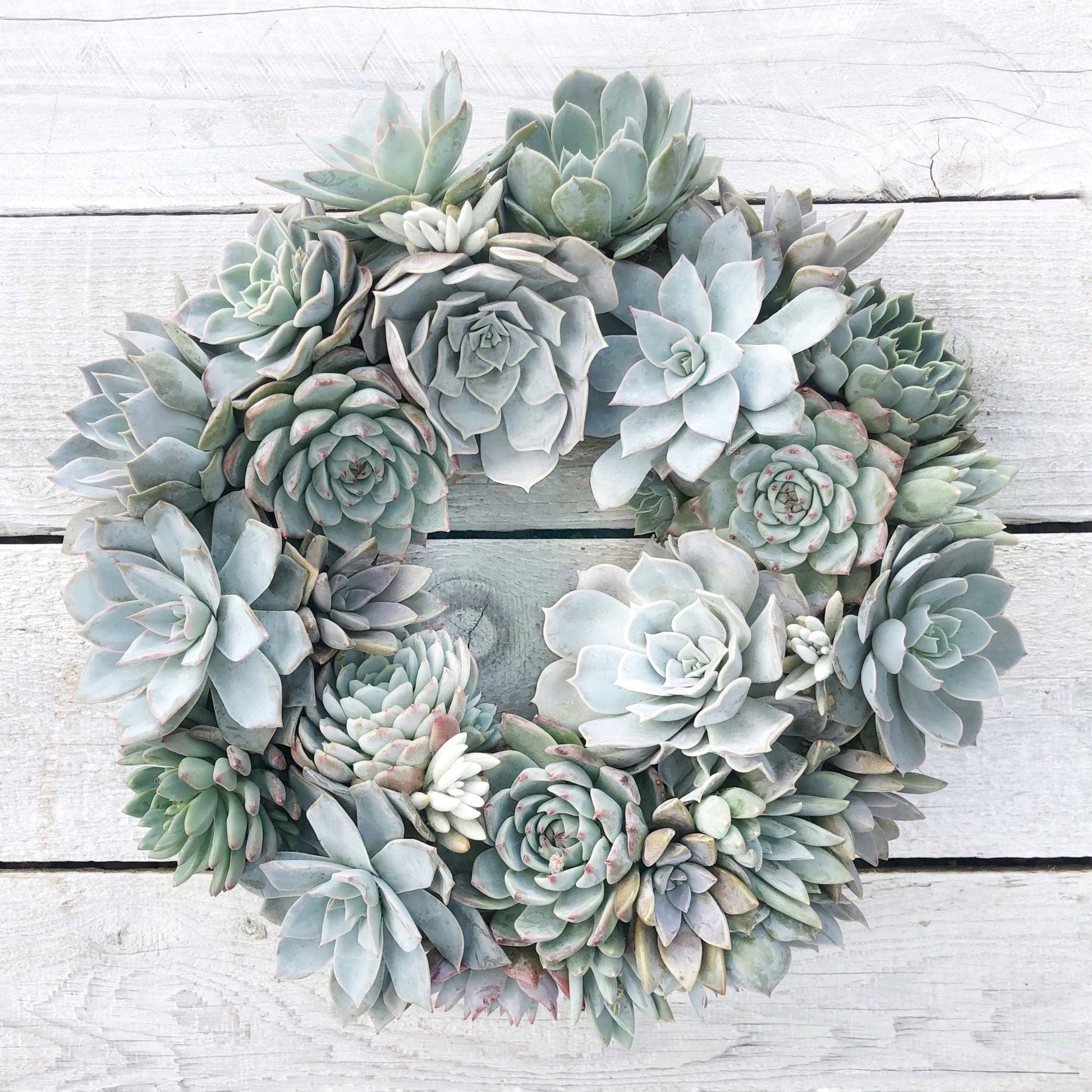 succulent plant wreath Succulent Arrangement