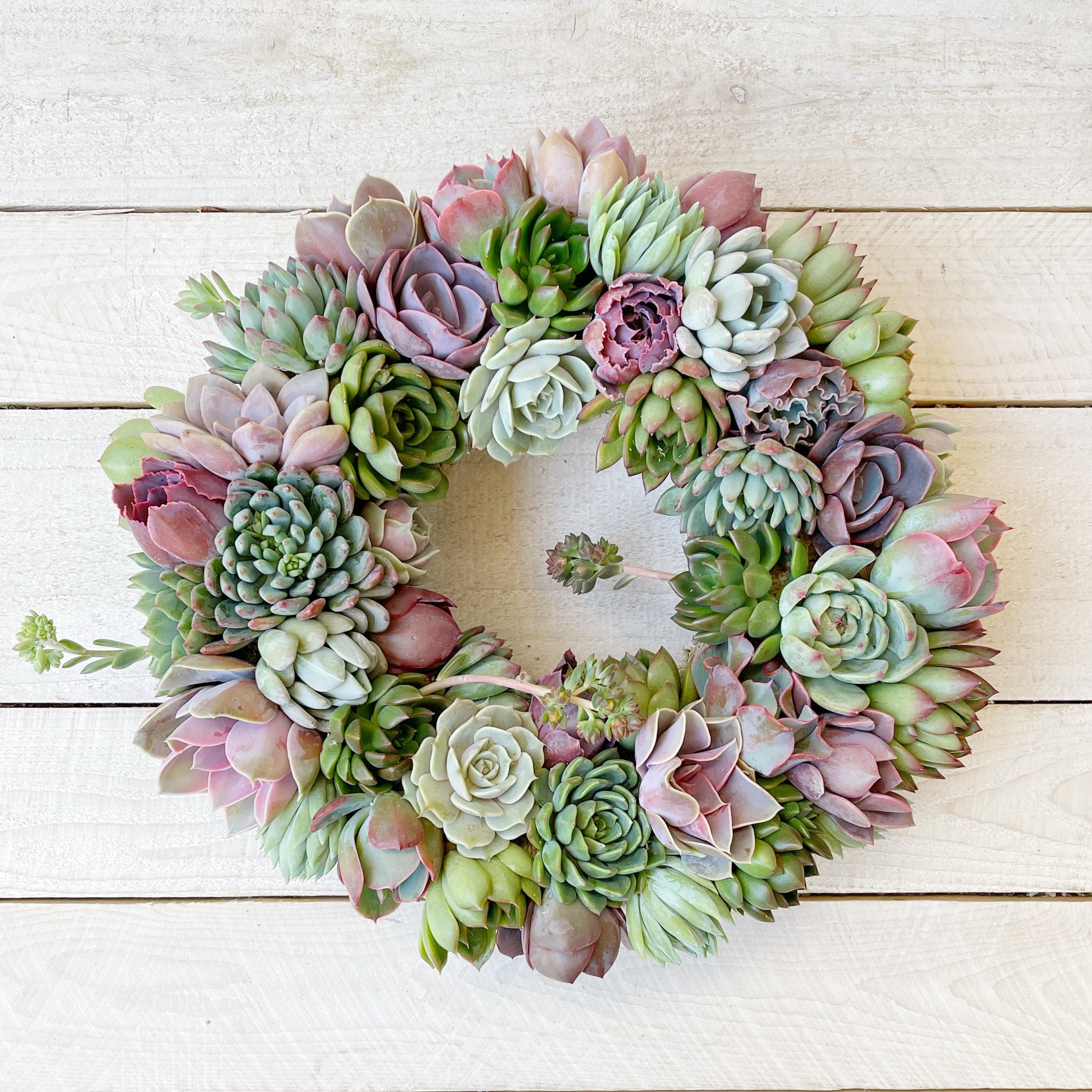 Living Wreaths – Succulent Artworks