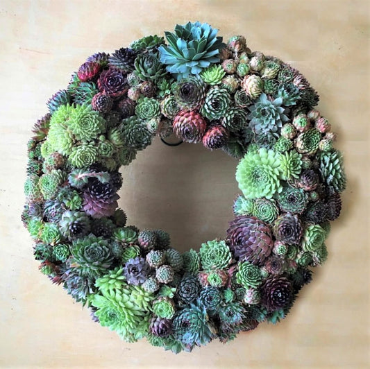 Anna Succulent Sempervivum Wreath.