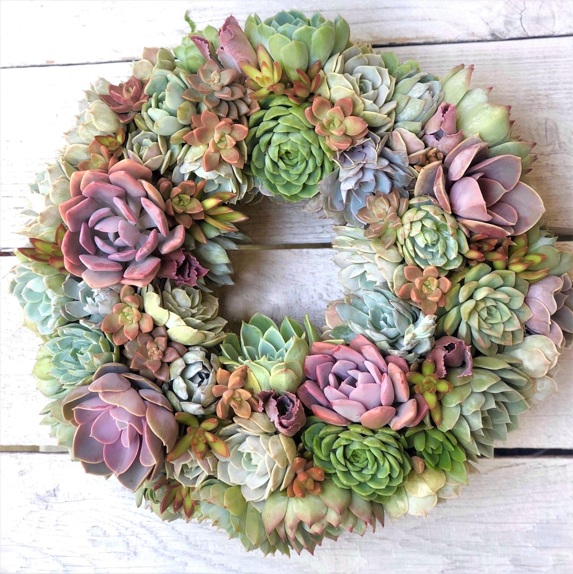 live succulent arrangements Succulent Arrangement