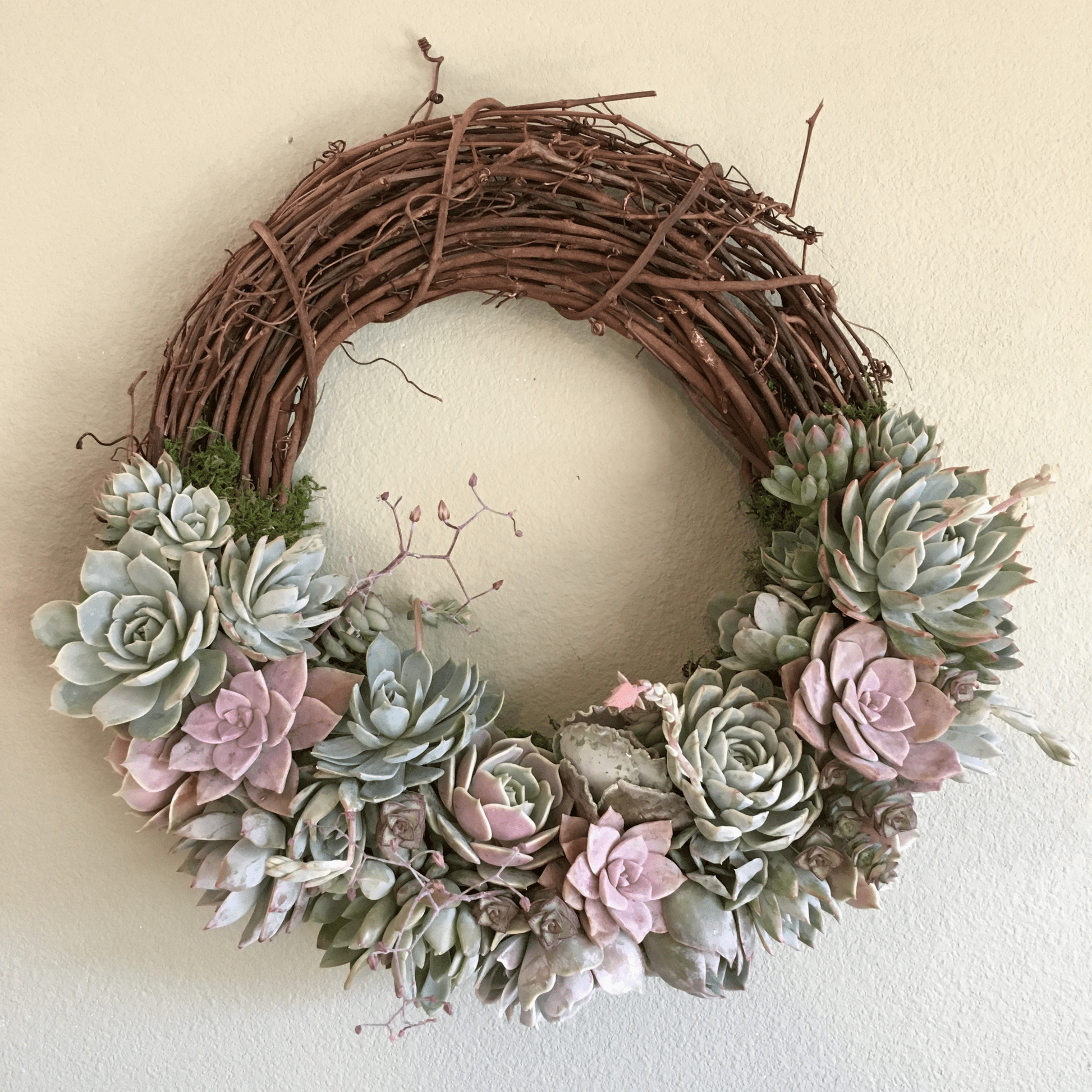 succulent grapevine wreath Succulent Arrangement