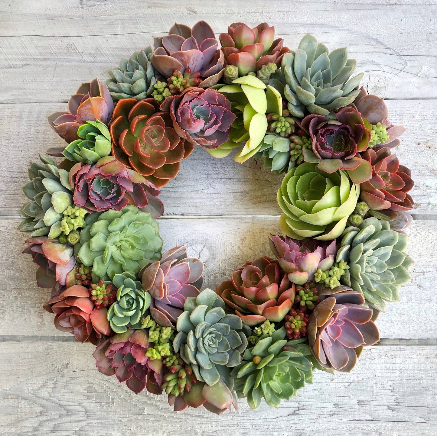 Holiday Succulent Wreath.