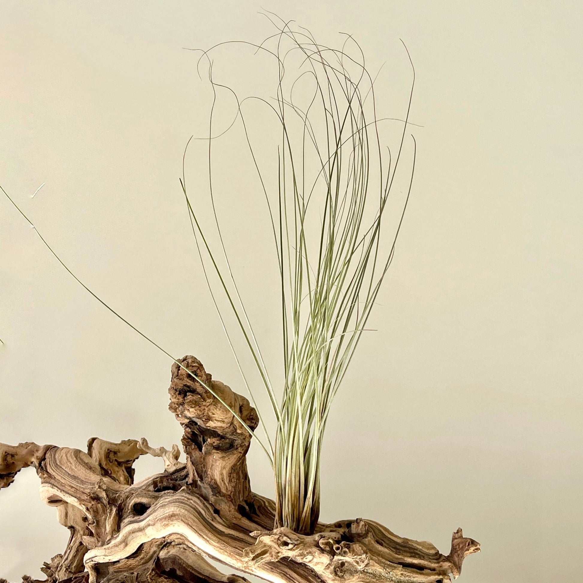 juncifolia air plant Tillandsia Juncifolia- Grassy Air Plant
