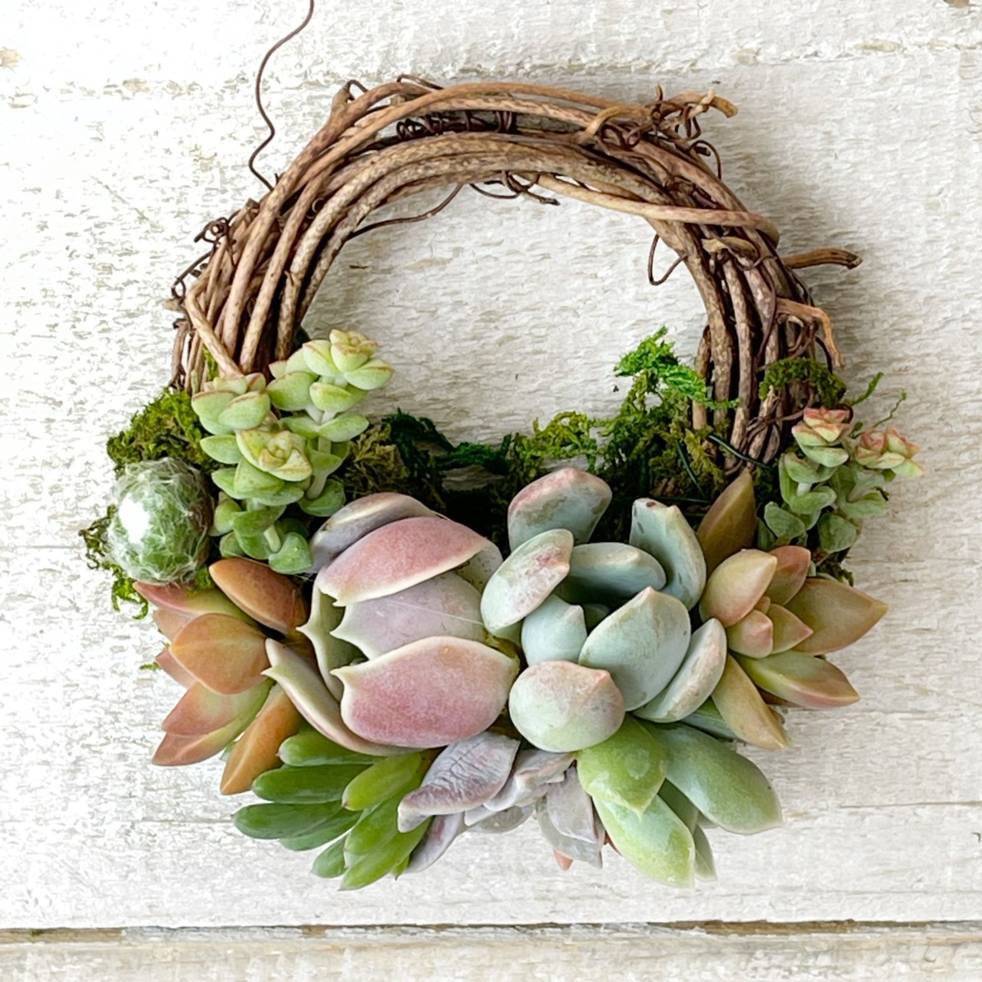 succulent gift card Succulent Artworks Gift Card