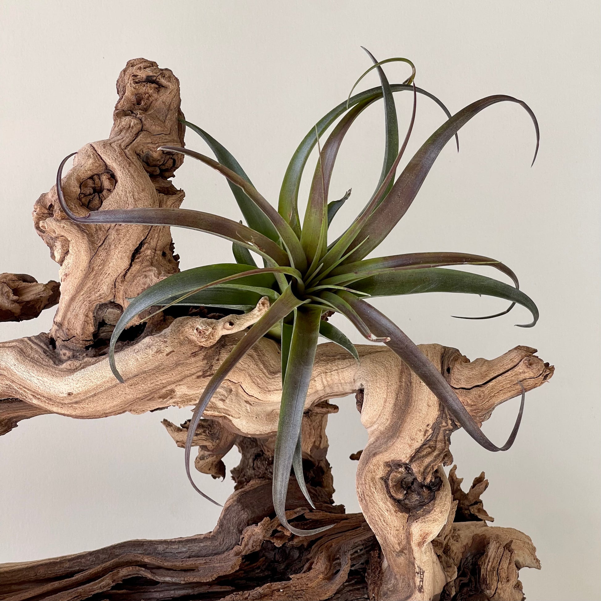 red abdita air plant care Tillandsia Red Abdita